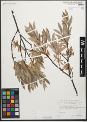 Foto von Salix glaucosericea Flod.